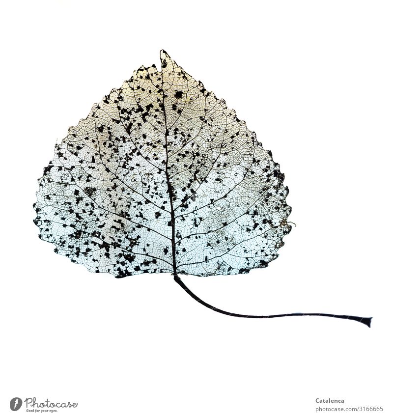 Ein Blatt, man erkennt die feinen Strukturen Pflanze Baum Pappelblatt Pappeln nackt natürlich trocken blau braun schwarz weiß Natur Netzwerk Verfall