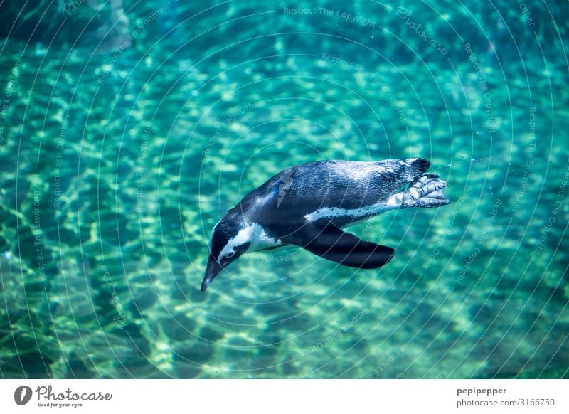 Humboldt-Pinguin Zoo Wasser Tier Wildtier Aquarium 1 Schwimmen & Baden tauchen grün türkis Farbfoto Außenaufnahme Tierporträt Ganzkörperaufnahme