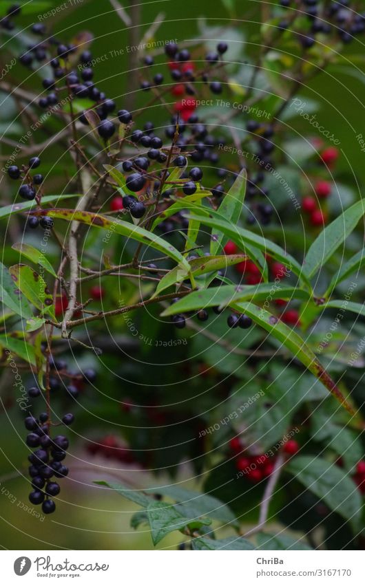 Herbstzeit Umwelt Natur Pflanze Baum Sträucher Blatt Wildpflanze Duft Wachstum ästhetisch frei glänzend klein natürlich positiv grün rot schwarz erleben Farbe