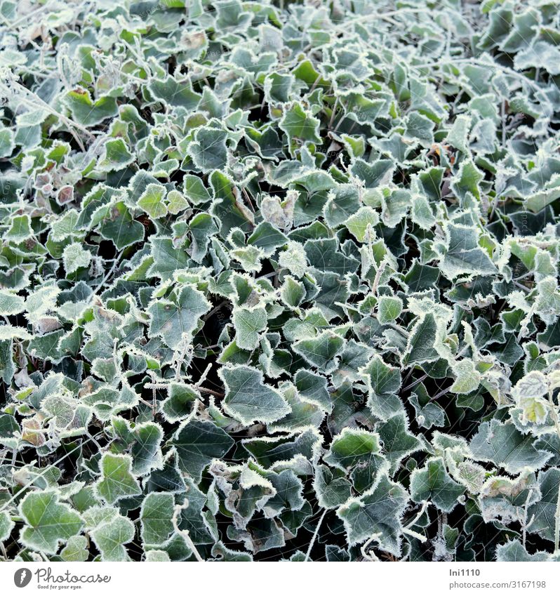 Efeu als Bodendecker Landschaft Herbst Schönes Wetter Eis Frost Pflanze Blatt Grünpflanze Garten Park kalt grün schwarz weiß Raureif Beet Oktober Geschenkpapier