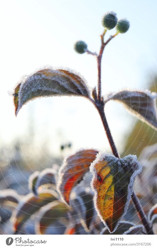 Raureif im Gegenlicht Natur Pflanze Sonnenlicht Herbst Schönes Wetter Eis Frost Sträucher Blatt Grünpflanze Hartriegel Garten Park braun gelb grün rot schwarz