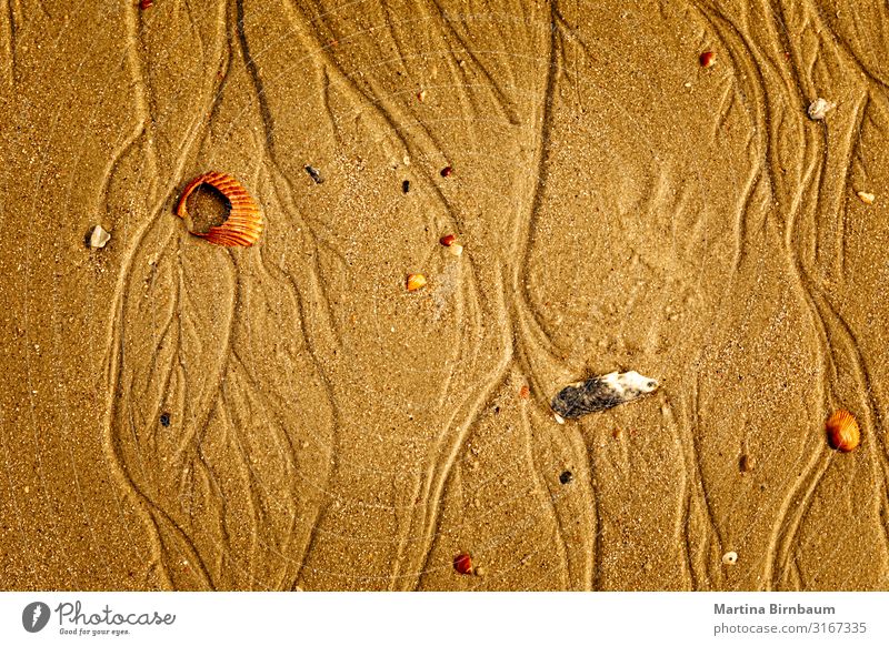 Muscheln an einem goldenen Strand, Sandstruktur Ferien & Urlaub & Reisen Sommer Meer Tapete Natur Küste braun gelb weiß tropisch tidenabhängig Konsistenz Kopie