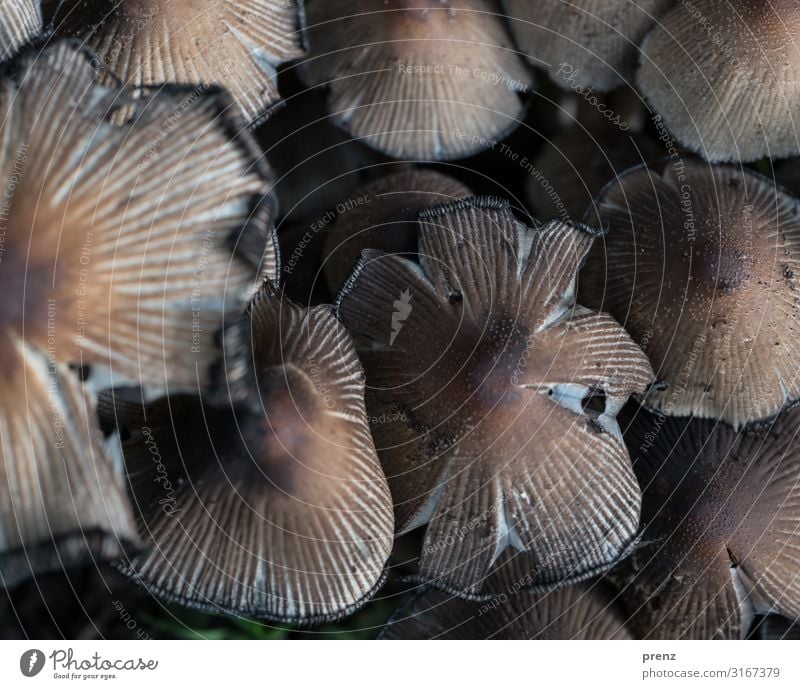 Kuschelgruppe... Umwelt Natur Herbst alt braun grau Pilz mehrere Farbfoto Außenaufnahme Menschenleer Tag Schwache Tiefenschärfe Vogelperspektive