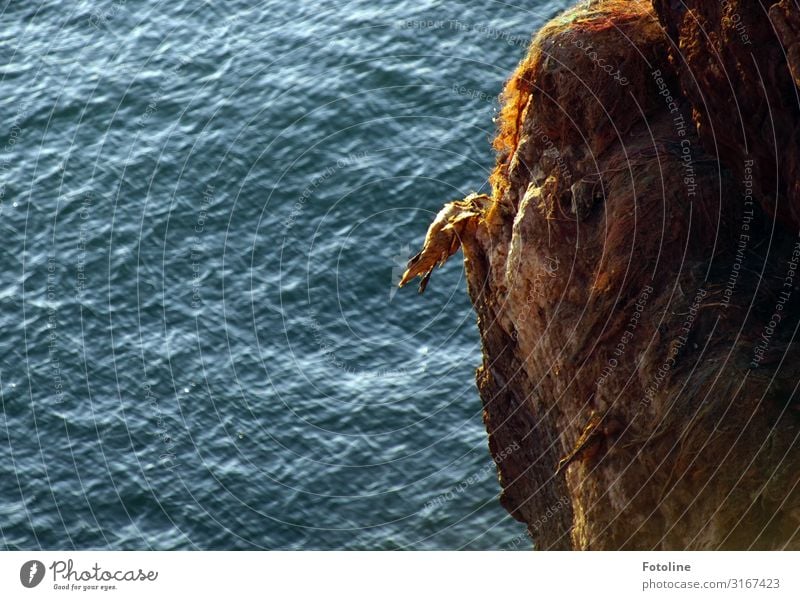 Tod am roten Felsen Umwelt Natur Urelemente Wasser Wellen Küste Nordsee Meer Tier Wildtier Vogel 1 hell nass natürlich blau braun Basstölpel Helgoland