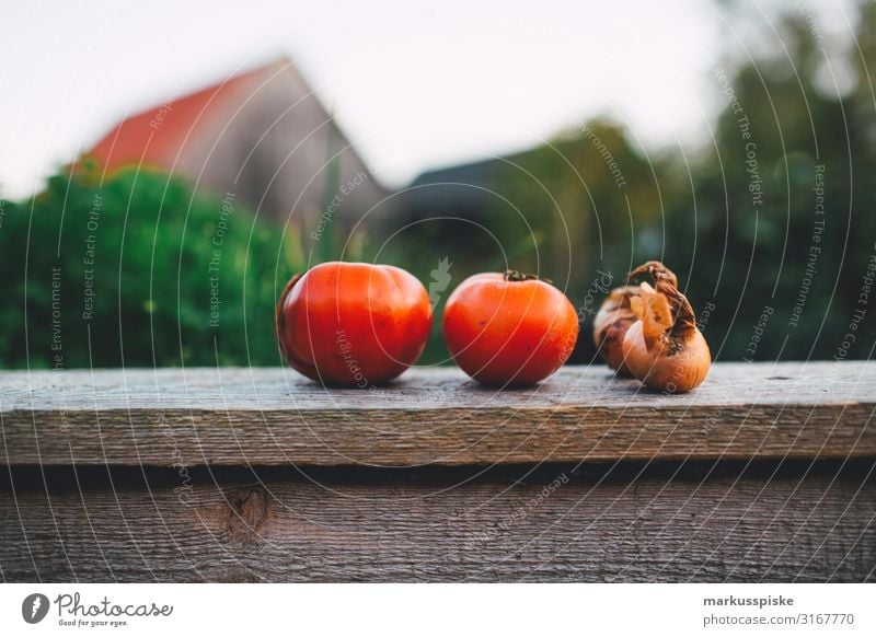 Tomaten und Zwiebeln vom Hochbeet Lebensmittel Gemüse Beet selbstversorgung urban gardening Ernährung Essen Bioprodukte Vegetarische Ernährung Diät Fasten