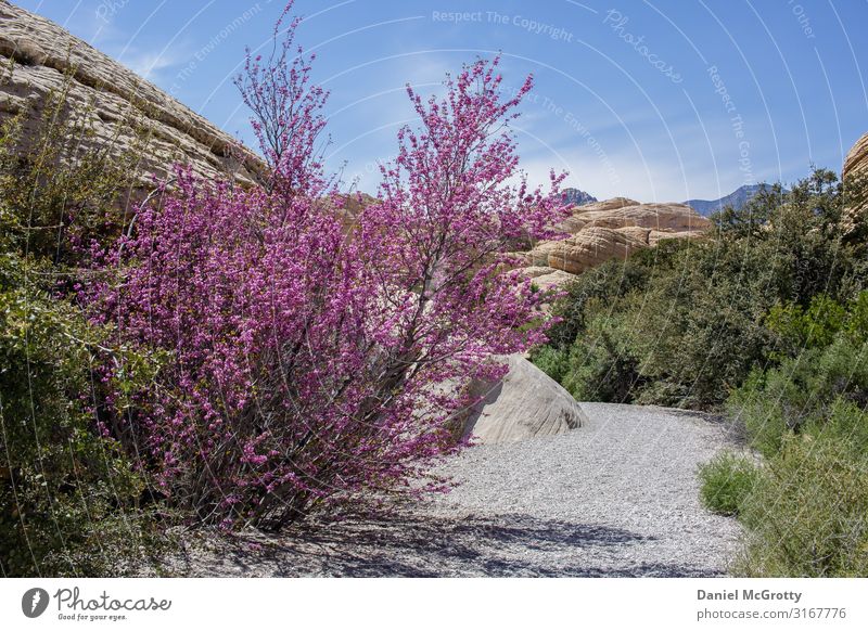Kirschblüte gedeiht in der Wüste Natur Landschaft Pflanze Himmel Wolken Sommer Schönes Wetter Baum Sträucher Park Blühend entdecken gehen Blick wandern