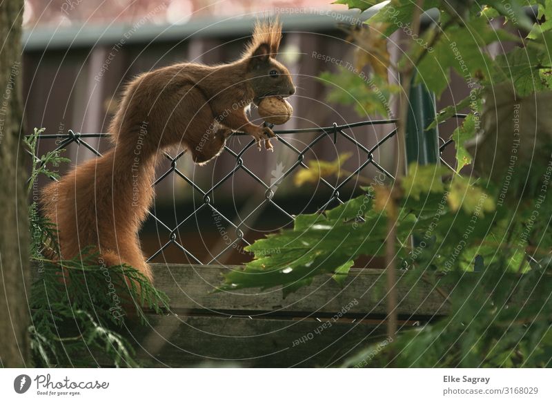 Eichhörnchen verschafft sich den Wintervorrat Tier Wildtier 1 festhalten sportlich braun Bewegung Farbfoto Außenaufnahme Freisteller Tag Starke Tiefenschärfe
