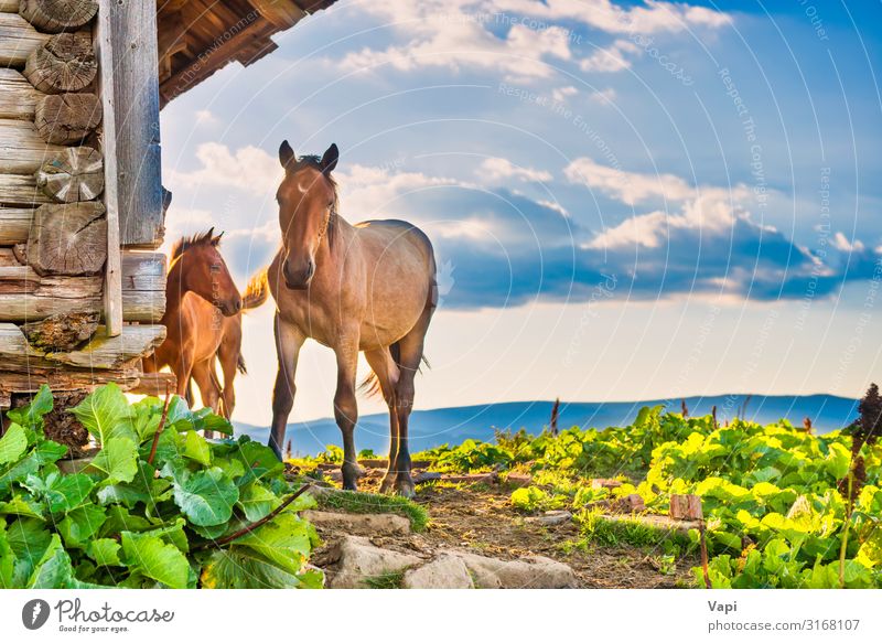 Pferd mit kleinem Fohlen schön Freizeit & Hobby Sommer Sommerurlaub Sonne Haus Natur Landschaft Pflanze Tier Himmel Wolken Sonnenaufgang Sonnenuntergang