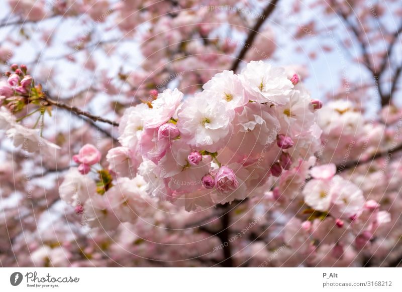 Sakura Umwelt Natur Frühling Wetter Schönes Wetter Blüte Kirschbaum Kirschblüten Kirschblütenfest Wald ästhetisch Freiheit Freude Frieden Klima Japan Farbfoto