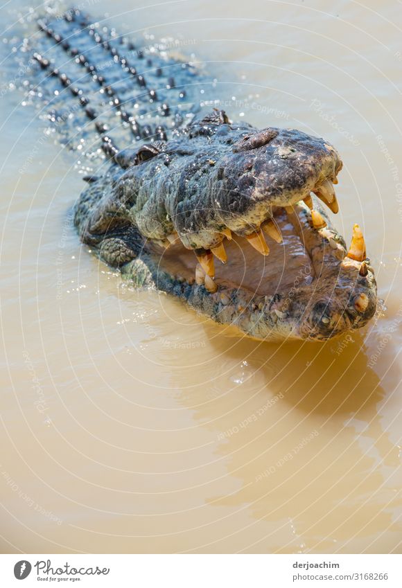 Ich habe dich zum fressen gern. Ein Krokodil mit geöffnetem Maul kurz vor dem Betrachter. Freude Leben Ausflug Meer Wasser Sommer Schönes Wetter Flussufer