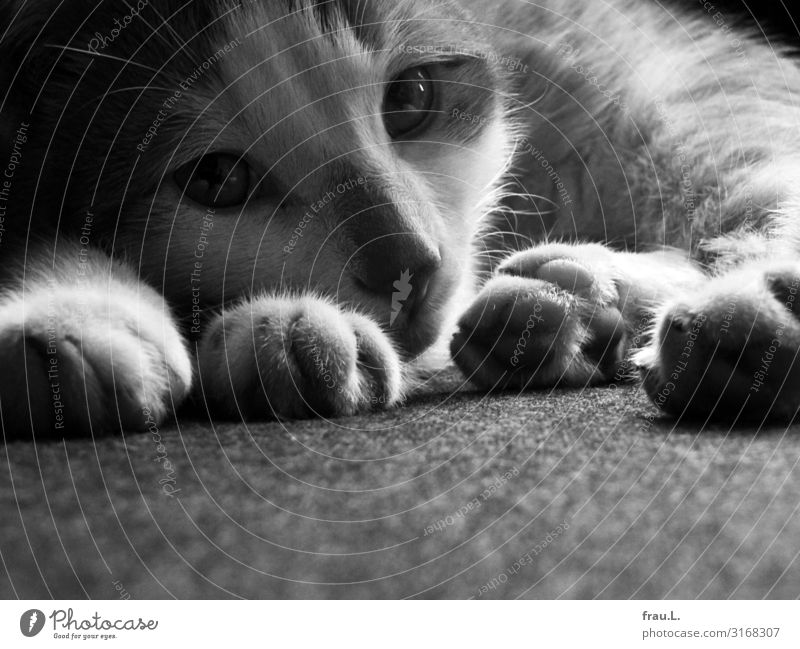 Vor 11 Jahren Tier Haustier Katze Denken Blick ästhetisch niedlich schön Zufriedenheit Vertrauen ruhig Pfote Hauskatze Tierjunges Kitten sanft Schwarzweißfoto
