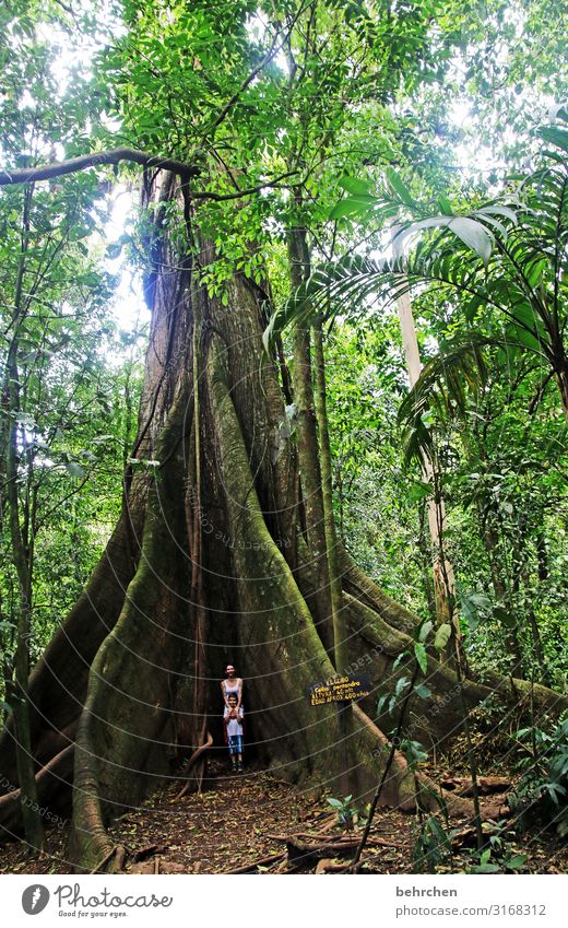alt | wie ein baum... grün Blätter beeindruckend Licht Urwald Fernweh Landschaft außergewöhnlich fantastisch Costa Rica Natur Ferien & Urlaub & Reisen Tourismus