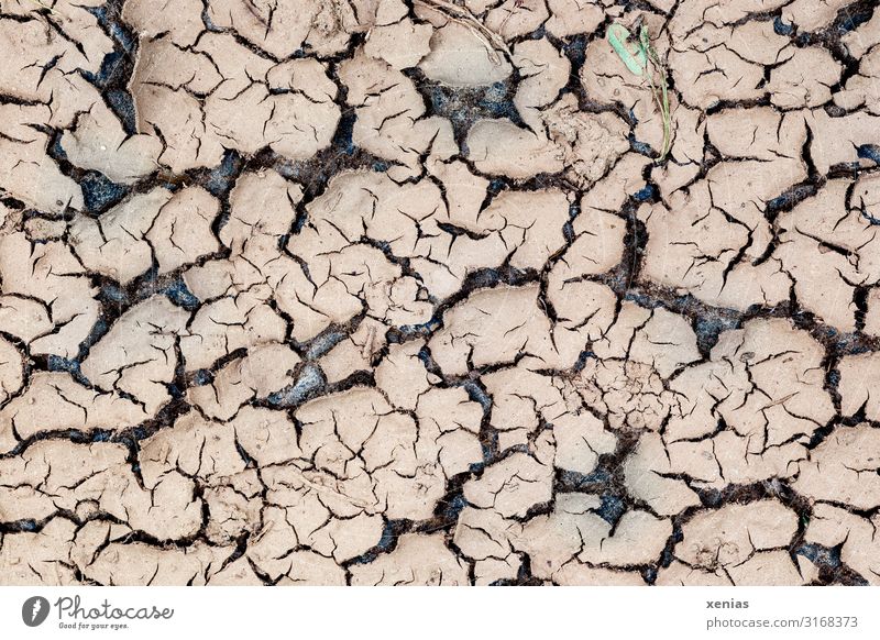 ausgetrockneter Erdboden Dürre Umwelt Klimawandel Natur Landschaft Erde Wüste dehydrieren trocken braun Wassermangel Wärme Regenmangel vertrocknet Riss Farbfoto