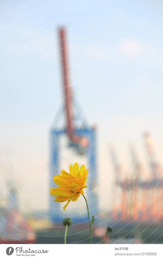 Garten am Elbstrand | UT Hamburg Hafenstadt blau gelb rosa Kran Dämmerung Sonnenuntergang Hafenkran Lastenaufzug Silhouette Aussicht Blume Övelgönne Farbfoto