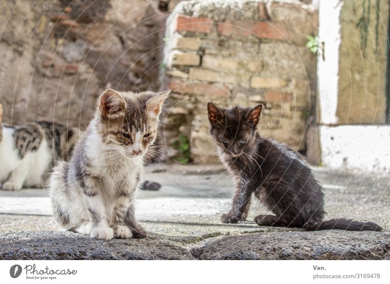 Straßenkätzchen Sizilien Dorf Mauer Wand Tier Katze 2 3 klein grau weiß Traurigkeit Schicksal Farbfoto Gedeckte Farben Außenaufnahme Menschenleer Tag