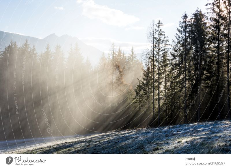 Ein kalter Tag Leben harmonisch Natur Landschaft Winter Schönes Wetter Nebel Eis Frost Wiese Wald außergewöhnlich Kraft Reinheit Hoffnung Einsamkeit rein