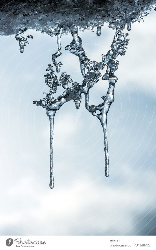In der Schwebe Winter Eis Frost Eisskulptur Eiszapfen hängen elegant Zusammensein gigantisch einzigartig kalt Netzwerk Politik & Staat Skulptur gefroren