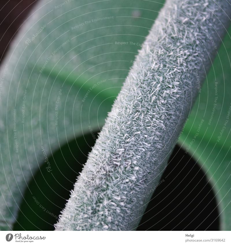 Nahaufnahme einer grünen Gießkanne mit bizarren Eiskristallen am Griff Herbst Winter Frost frieren stehen authentisch außergewöhnlich einfach kalt weiß