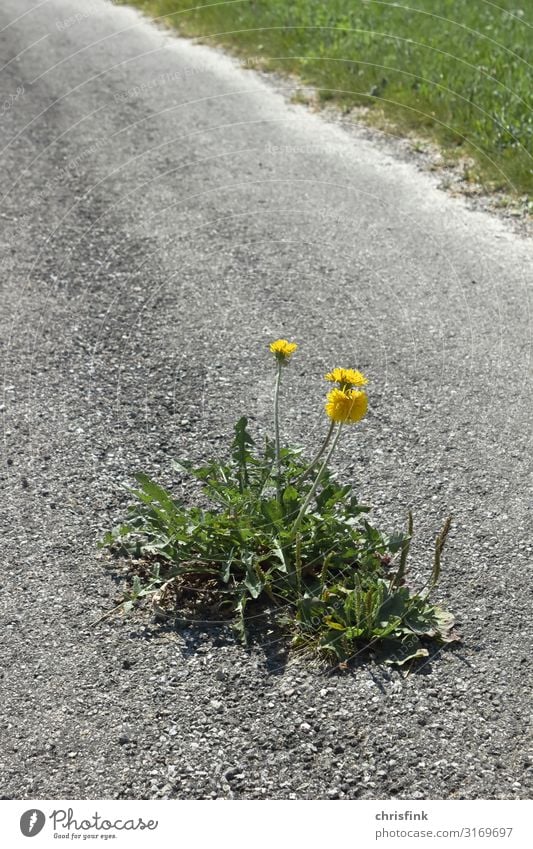 Löwenzahn Blume auf Asphaltweg Natur Landschaft Pflanze Dorf Stadt Verkehr Straße Wege & Pfade Stein Zeichen Blühend Duft Wachstum gelb grau schön Angst