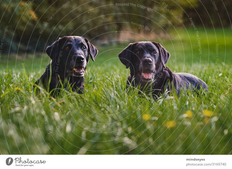 Zwei schwarze Labradore liegen in der Wiese Umwelt Natur Landschaft Herbst Schönes Wetter Gras Wald Hund 2 Tier Erholung genießen Zusammensein natürlich