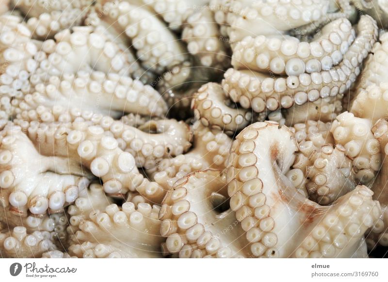 man nehme ... Lebensmittel Fisch Meeresfrüchte kaufen Handel Fischereiwirtschaft Angebot fangfrisch Totes Tier calamari Kraken Octopus Tintenfisch Meerestier