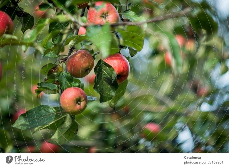 Reife, rote Äpfel hängen am Ast eines Apfelbaumes Frucht Ernährung Natur Pflanze Himmel Sommer Schönes Wetter Baum Blatt Kernobst genießen tragen Duft