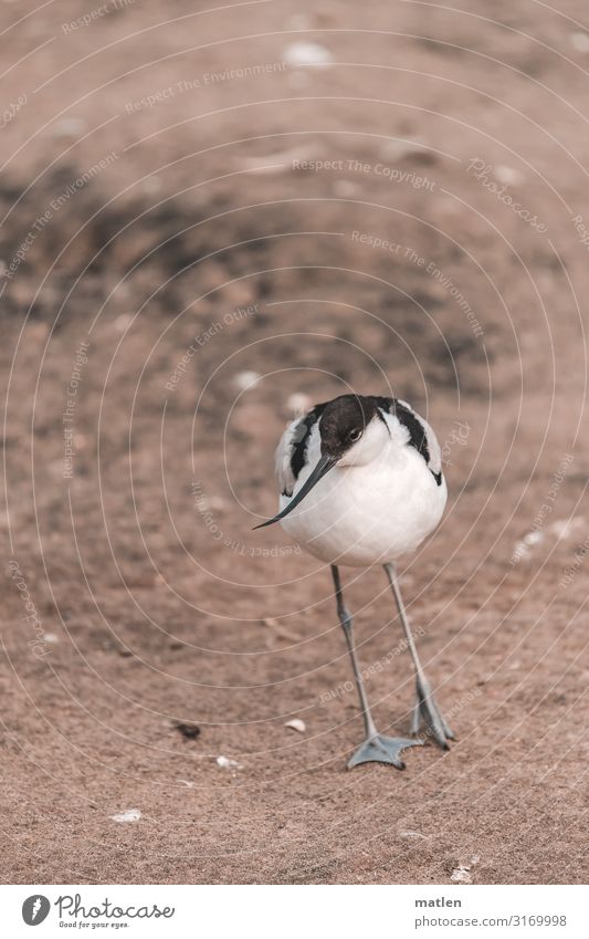 Säbelschnäbler mit leichter Schlagseite Vogel Schräger Vogel sand Ganzkörperaufnahme menschenleer stehen Augenkontakt isoliert