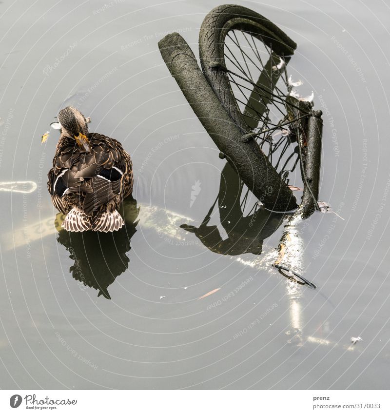 Umweltverschmutzung | Weltschmerz Natur Tier Wasser Wetter Teich braun grau Umweltschutz Fahrrad Schutzblech Traurigkeit Ente Erpel dreckig Farbfoto