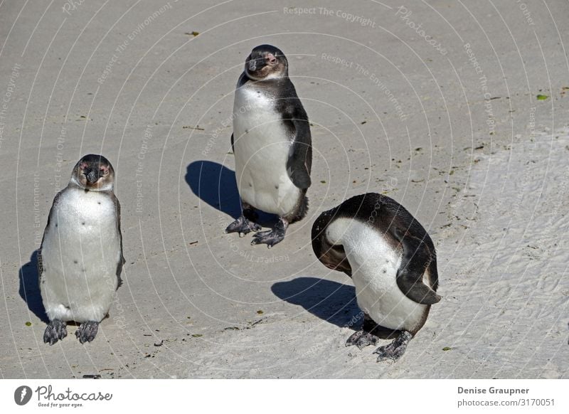 3 penguins on the beach of Cape Town in South Africa Ferien & Urlaub & Reisen Sommer Strand Umwelt Natur Sand Klima Schönes Wetter Wildtier Tier three africa