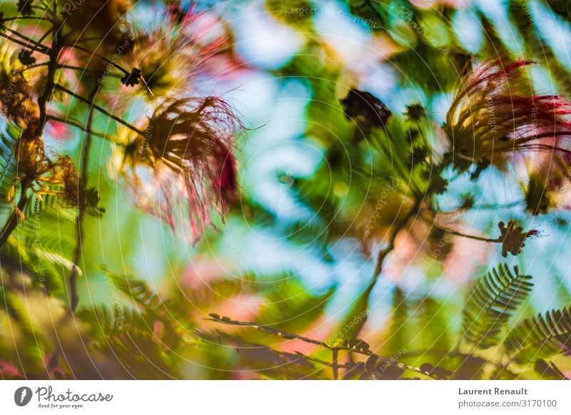 Albizia julibrissin oder Seidenbaum in Blüte exotisch Garten Natur Baum Blume Blatt natürlich rosa Julibrissin albizia Botanik geblümt fluffig Farbfoto