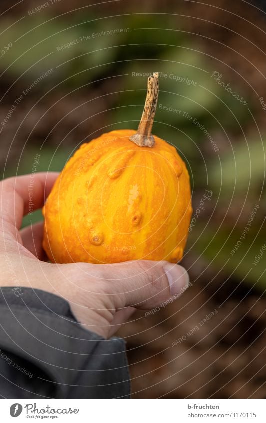 kleinen Kürbis halten Erntedankfest Halloween Hand Finger Herbst Garten Arbeit & Erwerbstätigkeit wählen festhalten frisch orange schön Dekoration & Verzierung