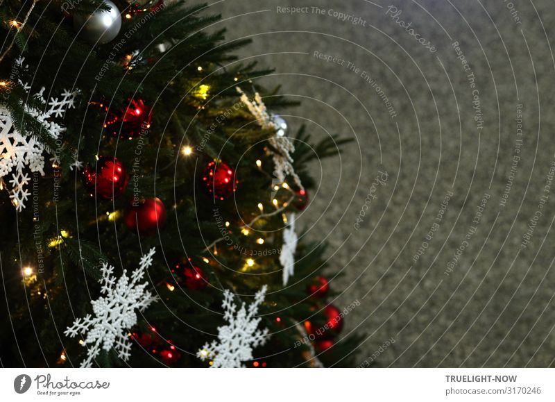 Öffentlicher Weihnachtsbaum, Detail Lifestyle Erholung ruhig Weihnachten & Advent Winter Baum Rathaus Flur Vorhalle Bodenbelag Lichterkette Zeichen Ornament