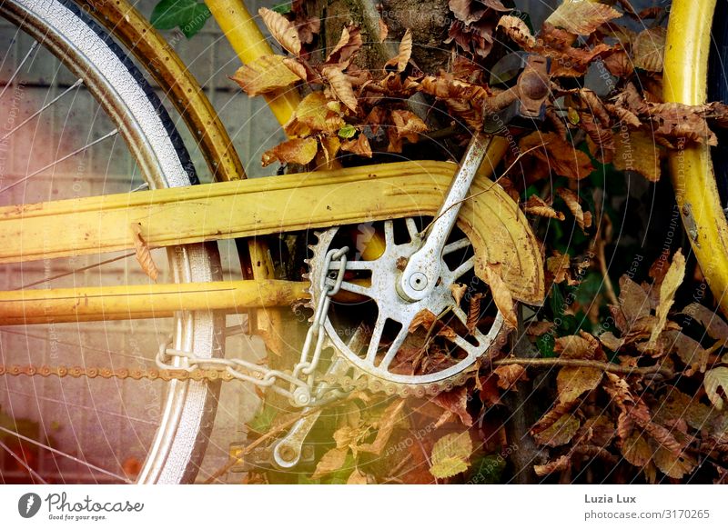 Fahrrad, herbstlich Rost gelb Zeit Vergänglichkeit Herbst Herbstlaub Herbstlicht Gedeckte Farben Außenaufnahme Textfreiraum oben Textfreiraum unten Tag