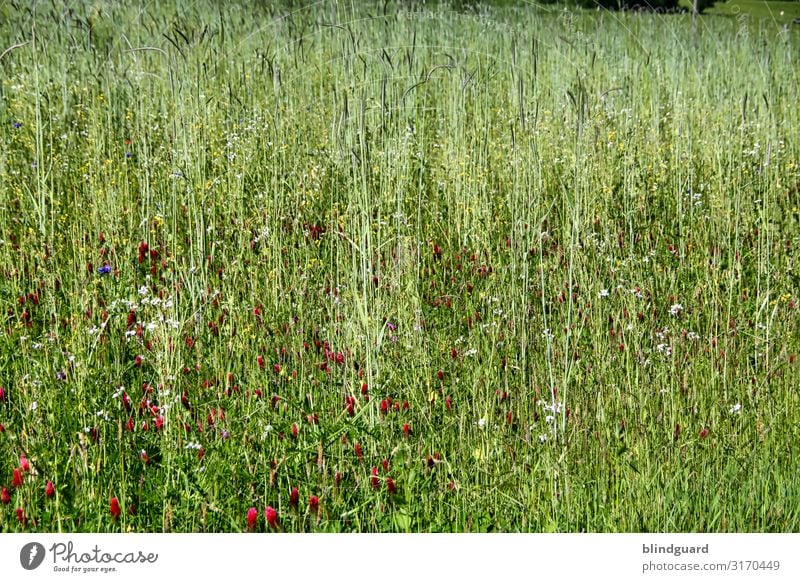 Wildblumenwiese Umwelt Natur Landschaft Pflanze Sommer Klima Klimawandel Schönes Wetter Blume Gras Blüte Grünpflanze Wildpflanze Wiese Fliege Biene