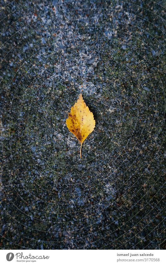 gelbes Blatt mit Herbstfarben auf grauem Grund Einsamkeit Isoliert (Position) Boden Natur natürlich Außenaufnahme Hintergrund neutral Hintergrundbild Konsistenz