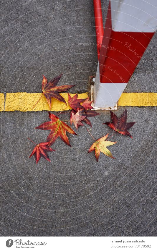 rote Blätter am Boden im Herbst, Herbstfarben Blatt Einsamkeit vereinzelt Natur natürlich Außenaufnahme Hintergrund neutral Konsistenz zerbrechlich fallen