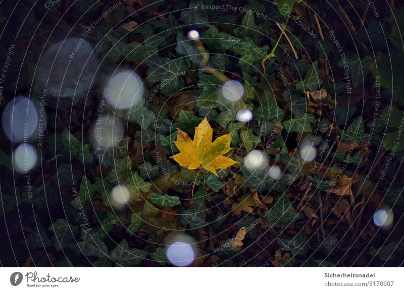Ahornblatt auf Efeu Natur Herbst Pflanze Blatt Wald Lichterkette Grünpflanze Lichtpunkt Unschärfe Farbfoto Außenaufnahme Menschenleer Vogelperspektive