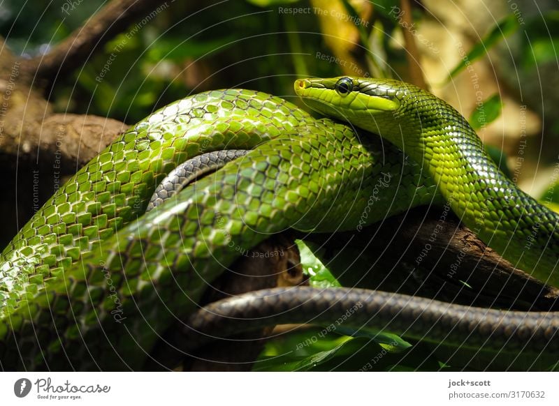 Warteschlangen Amazonas Aquarium Grüne Mamba 2 Tierpaar liegen authentisch bedrohlich exotisch glänzend grün Stimmung Wachsamkeit Sinnesorgane Schuppen berühren