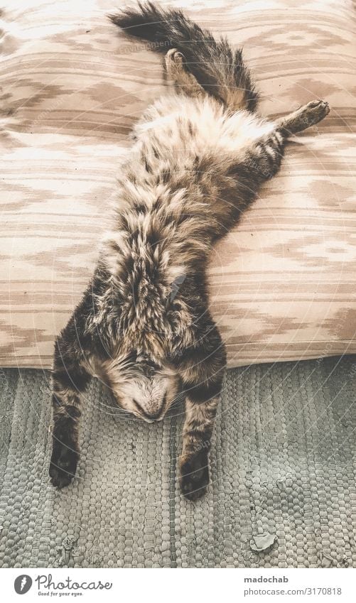 Katze entspannt und macht Yoga auf dem Rücken Lifestyle Tier genießen liegen schlafen träumen Glück Lebensfreude Tierliebe Gelassenheit ruhig Trägheit bequem