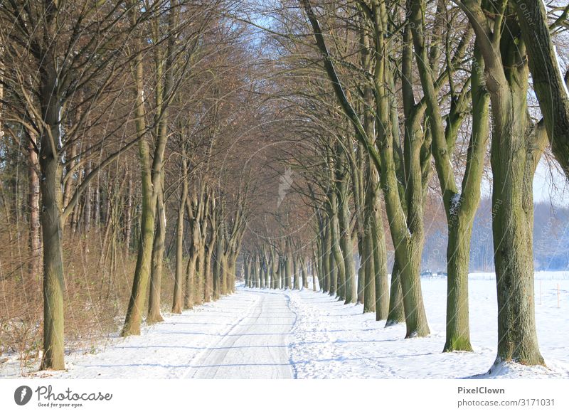 Winterzeit Lifestyle Freude Glück Ferien & Urlaub & Reisen Tourismus Ausflug wandern Natur Landschaft Pflanze Baum Wildpflanze Wald schön weiß Stimmung Umwelt