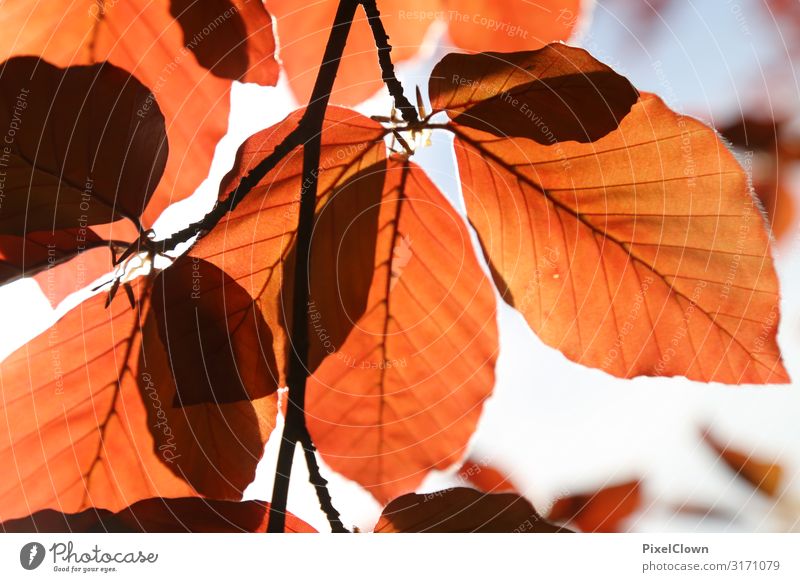 Herbst Design Ferien & Urlaub & Reisen Tourismus Ausflug Umwelt Natur Pflanze Blatt Wald Blühend schön braun rot Gefühle Umweltschutz Farbfoto Außenaufnahme