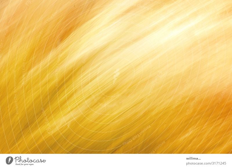 Wogendes gelbes Kornfeld, unscharf Sommer Getreide Getreidefeld Wind sommerlich abstrakt Bewegung leuchten Unschärfe Experiment