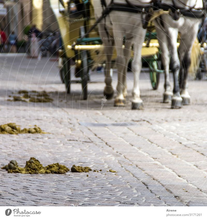 verloren | Äpfel Ausflug Sightseeing Städtereise Salzburg Straße Kopfsteinpflaster Pferdekutsche Fiaker Huf 2 Tier Pferdeapfel Kot Ausscheidungen Scheiß