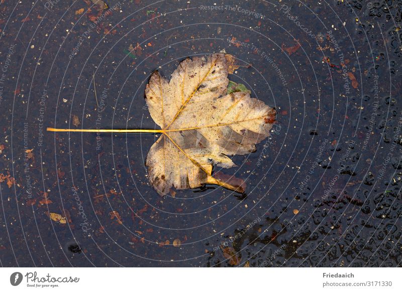 Herbstblatt im Regen Pflanze Wasser schlechtes Wetter Blatt Wege & Pfade dreckig nass unten gelb Zufriedenheit Hoffnung Natur Vergänglichkeit