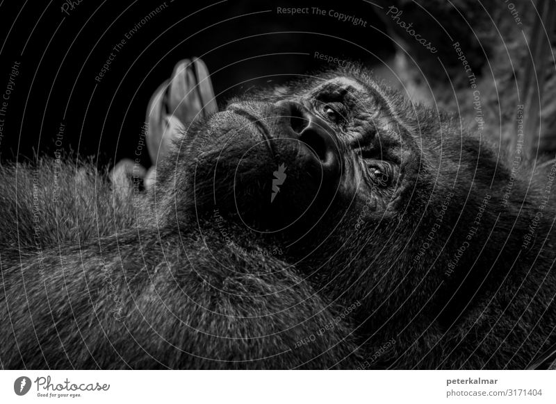 Berggorilla-Porträt Natur Tier Wildtier 1 Blick Schwarzweißfoto Nahaufnahme Detailaufnahme Makroaufnahme Menschenleer Tierporträt Wegsehen