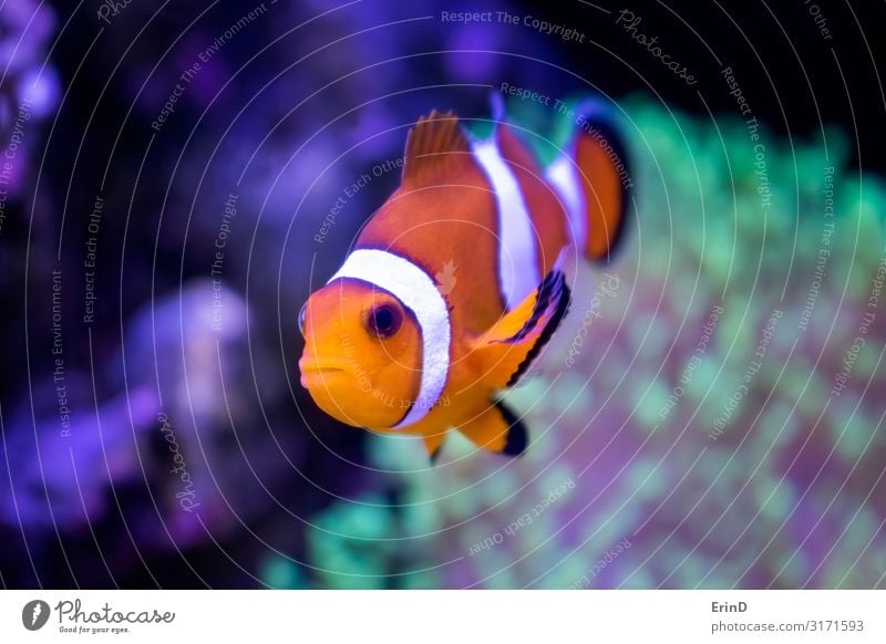 Nahaufnahme Clownfisch Tropisches Orange und Weiß im Aquarium schön Gesicht Freizeit & Hobby Haus Natur Tier Haustier Streifen lustig niedlich weiß Farbe