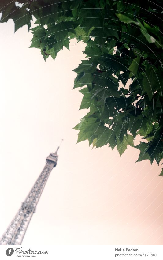 Unterm Baum in Paris Blatt Frankreich Europa Hauptstadt Turm Sehenswürdigkeit Wahrzeichen Tour d'Eiffel Küssen grau grün ästhetisch Schlagseite Farbfoto