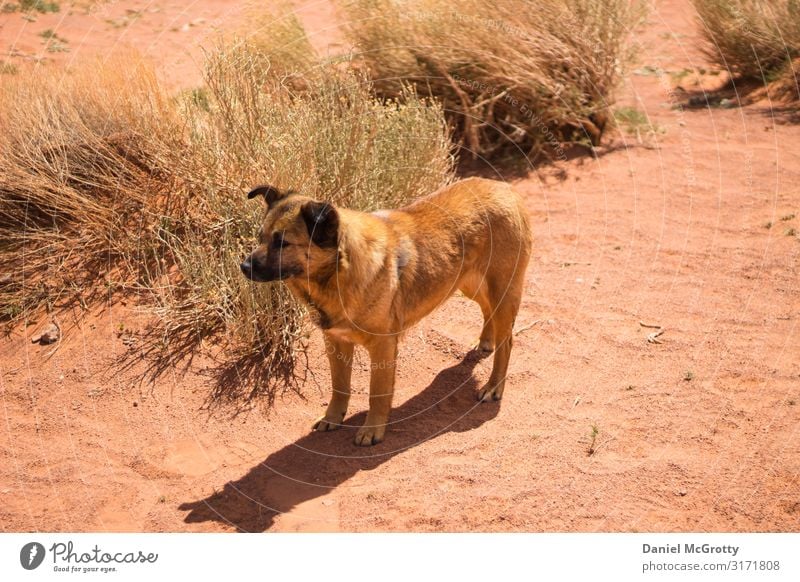 Wildhund streift durch die Wüste Sommer Tier Haustier Hund Tiergesicht 1 genießen wild grün orange Sand Außenaufnahme Menschenleer Tag Schatten