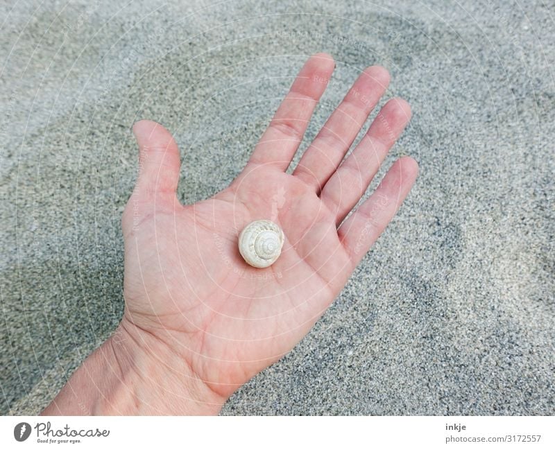 Schneckenhaus Hand Handfläche Sand festhalten authentisch hell klein beige trocken leer Farbfoto Gedeckte Farben Außenaufnahme Nahaufnahme Textfreiraum links
