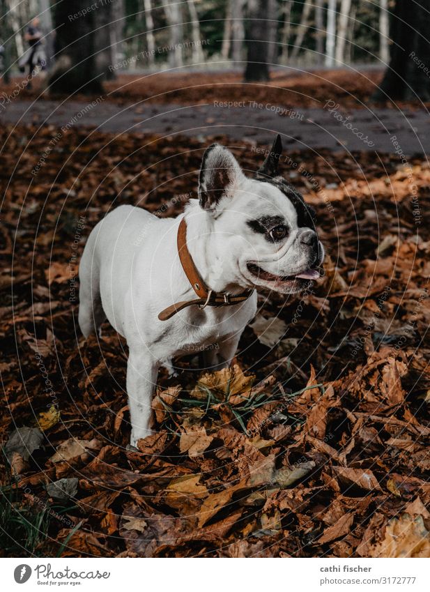 Iggy II Umwelt Natur Herbst Baum Blatt Wald Tier Haustier Hund 1 Lächeln stehen ästhetisch niedlich braun Freude Fröhlichkeit französische Bulldogge atmen